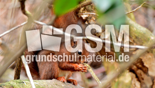 Eichhörnchen (10).jpg